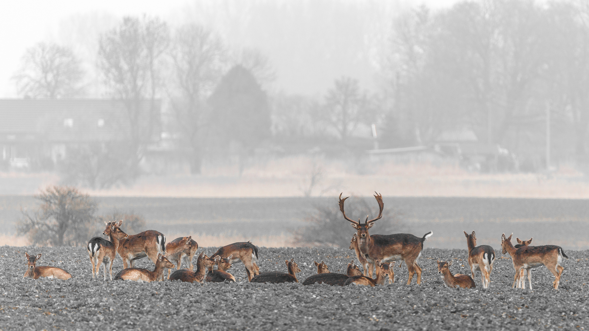Damhirsch mit Harem