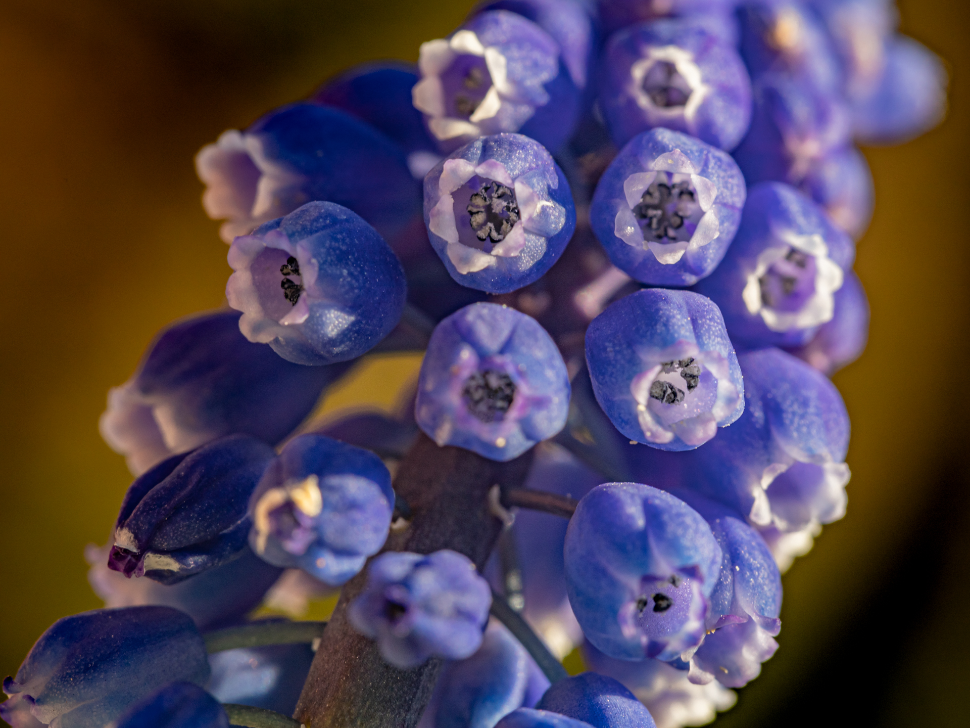 Traubenhyazinthe EOSR3019